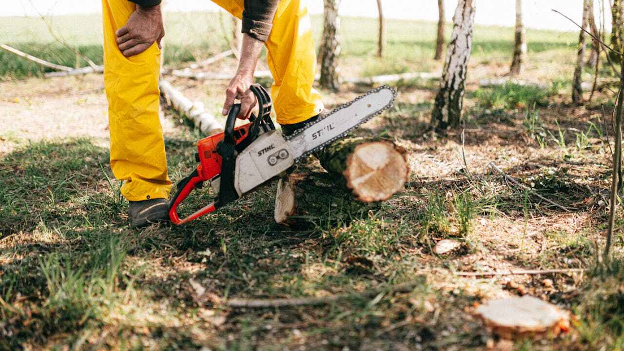 Best Tree Trimming Near Me  in Nephi, UT